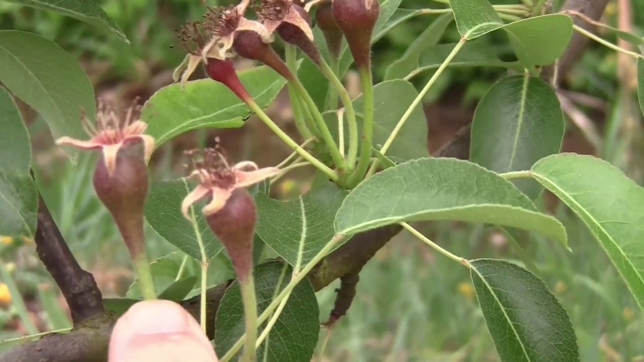 TAILLE EN VERT DU POIRIER 1er PASSAGE