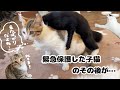 【緊急保護】残されていた子猫が兄弟との再会を果たしました🐱