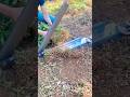 cool tool for cutting plants #shorts