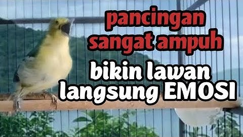 dalam sekejap semua jenis cipow/sirpu di bikin gacor emosi dengan pancingan sangat ampuh ini