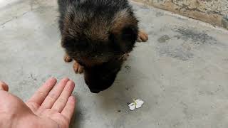 Little Member in the Family | Ruby | German Shepherd