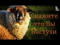 "Скажите,что вы пастухи" Костюченко П.Г.