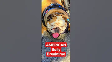 American Bully Breaktime In Summer Baguiovlogger Dogbreed 