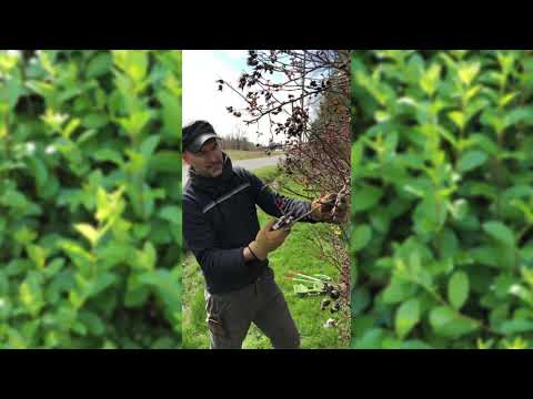 spring-pruning-climbers