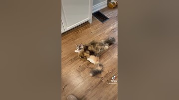 Catnip Makes these Cats Fight!🥊  #shorts #cats #catfight #funny