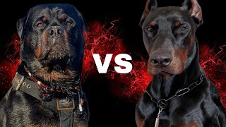 Breed Showdown: Rottweiler vs Doberman