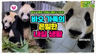 (SUB) 【Omniscient grandpa viewpoint】 Panda family is scrambling over bamboos│Everland Panda Fubao