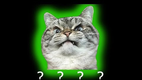 7 Angry Cat Screaming Sound Variations in 32 Seconds