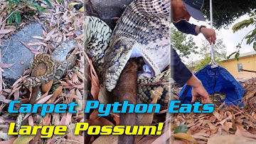 Carpet Python Eats Large Possum!