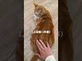 上班的第一件事 💼  #cat #貓咪 #貓咪日常 #寵物 #cute