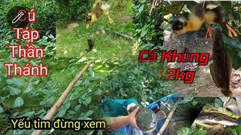 Câu cá lóc-Câu cá lóc bằng vịt con||huỳnh trường vlog (p1)