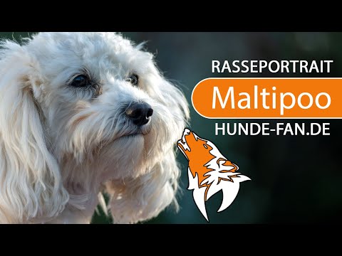 ► Maltipoo [2023] Rasse, Geschichte, Aussehen, Charakter, Erziehung, Haltung &amp; Krankheiten