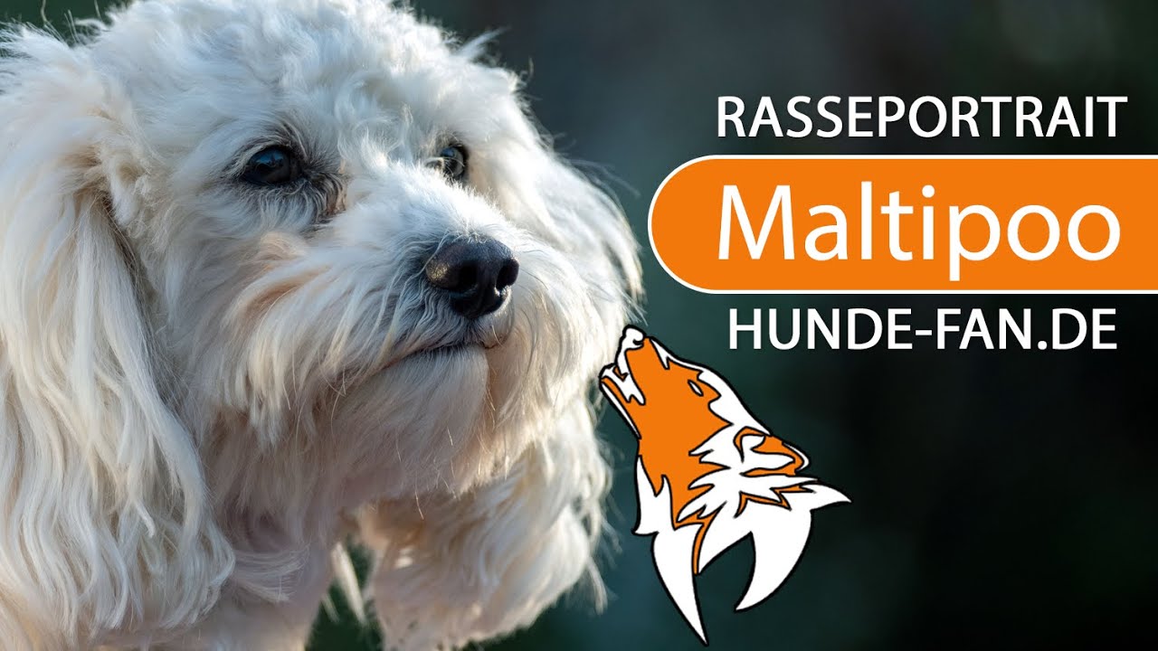 ► Maltipoo [2023] Rasse, Geschichte, Aussehen, Charakter, Erziehung, Haltung & Krankheiten