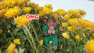 OMG! Can you guess where Luk is hiding?