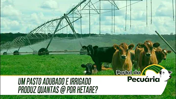 Quanto tempo para engorda um boi no pasto?