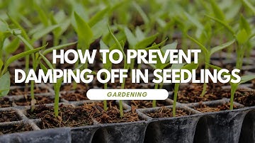 How to Prevent Damping Off in Seedlings