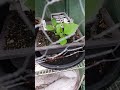 Fuzzy Ball seeds#bonsai#growth