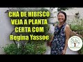 Chá de Hibisco, conheça a planta correta