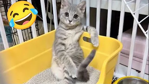 Video 10828381: laugh cats dogs funny, laugh best funny cats, funny pets