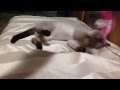 Beware so cute ragamese cat playing