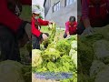 🌿 Ernte von Enteromorpha-Seetang: Die Kunst der Verarbeitung von Küsten-Grünalgen