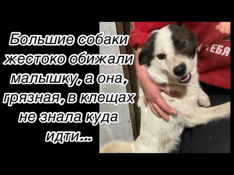 Большие собаки жестоко обижали малышку, а она, грязная, в клещах не знала куда идти…