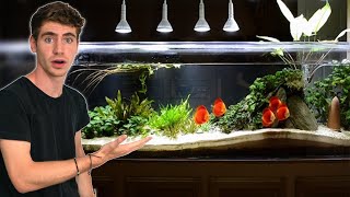Amazing Diy Aquascape with Discus Planted Tank Aquarium For Betta Fish No Co2 screenshot 5