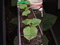 Пересадка рассады огурцов в кашпо  на балкон. #дом #огородкруглыйгод #garden #starhomegarden