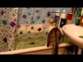 прикольный кот и ванна