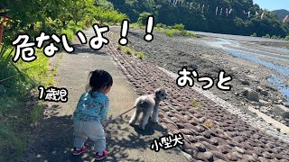 【天才】小型犬が川に落ちそうになるとリードを引っ張って守る１歳児が賢すぎました…！｜グレートピレニーズ&オールドイングリッシュシープドッグ&トイプードル