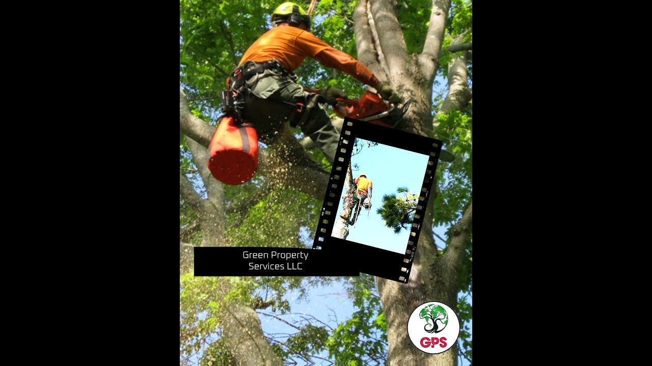 CERTIFIED ARBORIST YouTube