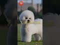 Top 10 Smallest Dog Breeds In The World | #viral #short