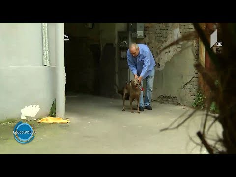 #ნაშუადღევს ძაღლების მოყვარული ადამიანების ისტორიები