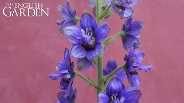 Delphiniums