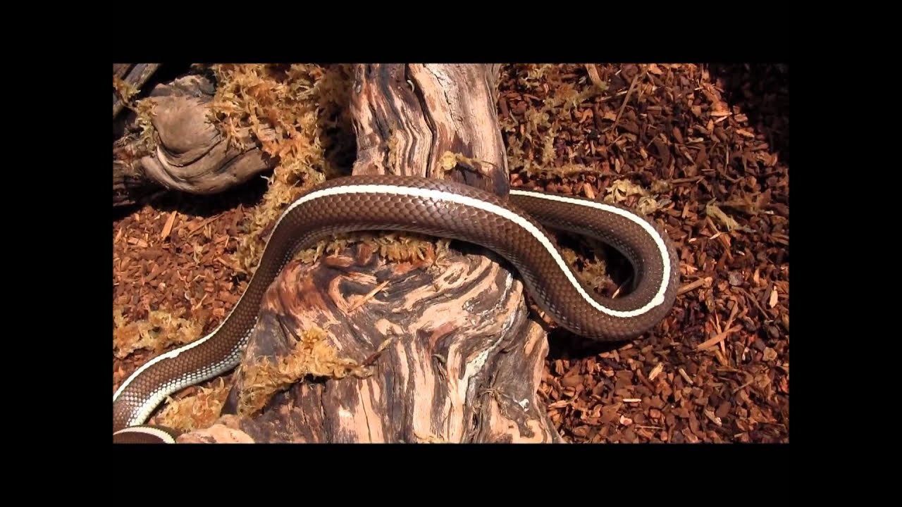 snake striped king