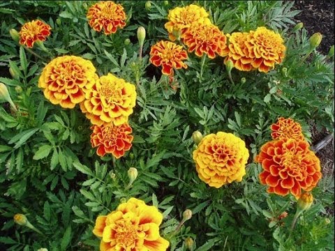 Video: Mimea ya Marigold na Wadudu: Je, Marigolds Husaidiaje Bustani