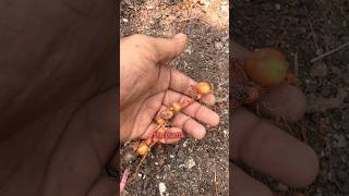 Tiny Worms That Harm Roots