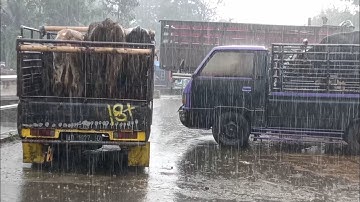 Nonton Sambil Minum Kopi Suasana Hujan Lebat Di Pasar Sapi