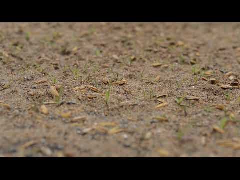 Video: Chăm sóc cỏ Bermuda - Mẹo về Cách trồng Cỏ Bermuda