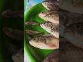 kokan fish fishing in kokan #konkanpremi #agrikoliculture #kokan