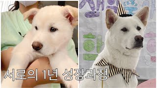 서로의 입양 1년 성장과정 (진돗개,진도믹스 입양)