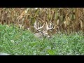 Illinois whitetail giants