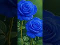 Rose Flowers Nature Love 90sgirl 90severgreen Lovesong Tamilsong Tamilshorts Song Music Rose Flowers Nature Love 90sgirl 90severgreen Lovesong Tamilsong Tamilshorts Song Music
