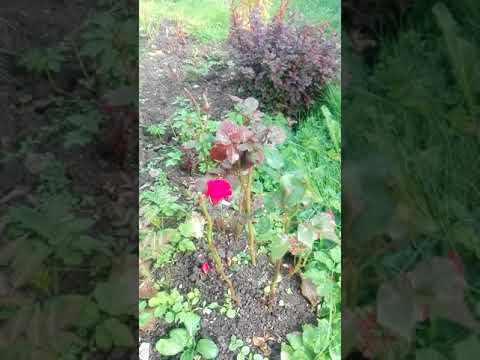 Video: Protea-blomst - afrikansk rose