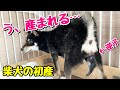 【柴犬 出産ドキュメンタリー】逆子で出てきた！緊迫 初めての出産 妊娠59日目の奇跡