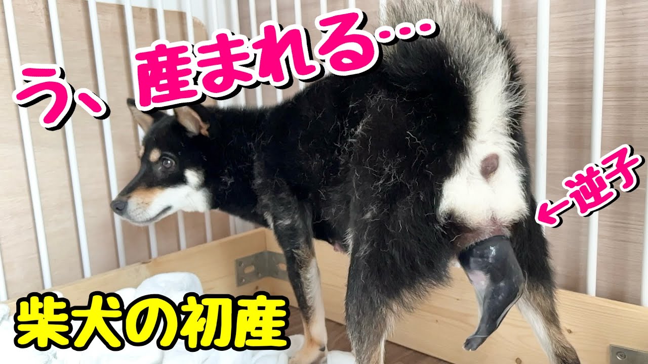 【柴犬 出産ドキュメンタリー】逆子で出てきた！緊迫 初めての出産 妊娠59日目の奇跡