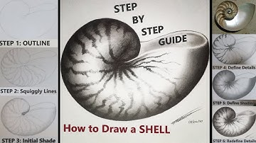 How to Draw a Nautilus Shell | Step By Step Guide