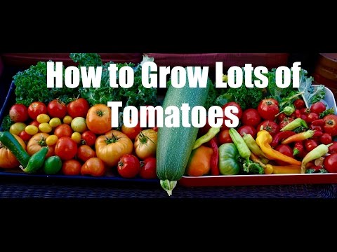 Video: Jak vypěstovat rajče „sto kilo“?