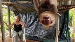 A stressed sloth shares his explosive story with Anna Twinney (animal communicator)