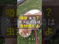 虫が湧かないお手入れのコツで快適なクラピア #Shorts